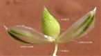  Spikelet